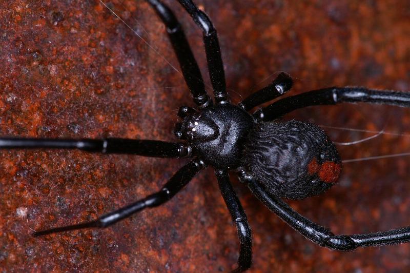 Latrodectus_hasselti_D3457_Z_90_Karinji NP_Australie.jpg